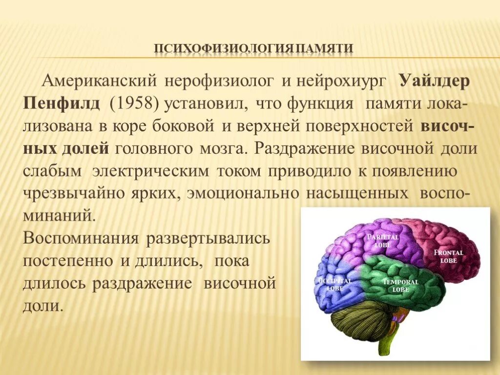 Память функция мозга. Психофизиология памяти. Психофизиология головного мозга. Функции височной доли головного мозга. Функции памяти в психофизиологии.