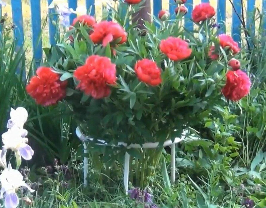 Под пионы. Подвязать пионы. опоры для пионов в саду. подставка для пионов. подвязка кустов пионов.