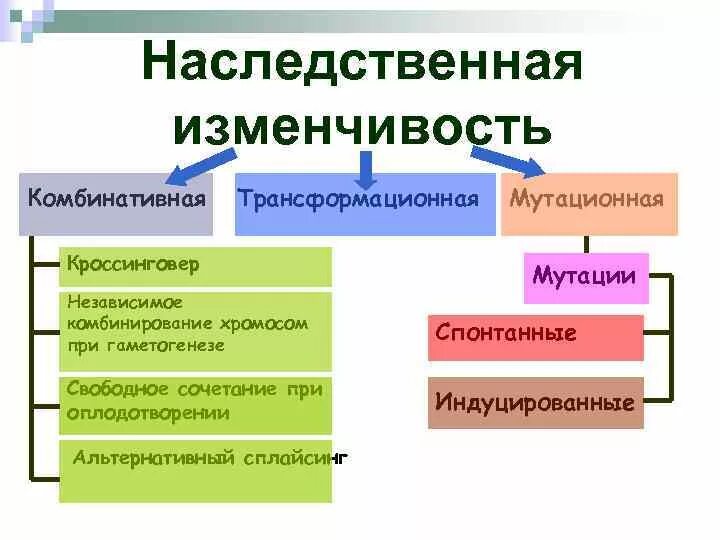 Постоянным источником наследственной изменчивости. Наследственная изменчивость комбинативная и мутационная. Комбинативная наследственная изменчивость. Наследственность мутационная и комбинативная. Наследственность и изменчивость комбинативная.