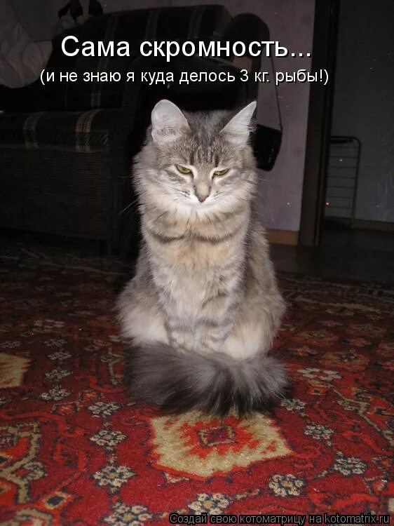 Что украшает мужчину. Анекдот про скромность. Афоризмы про скромность. Сама скромность. О скромности с юмором высказывания.