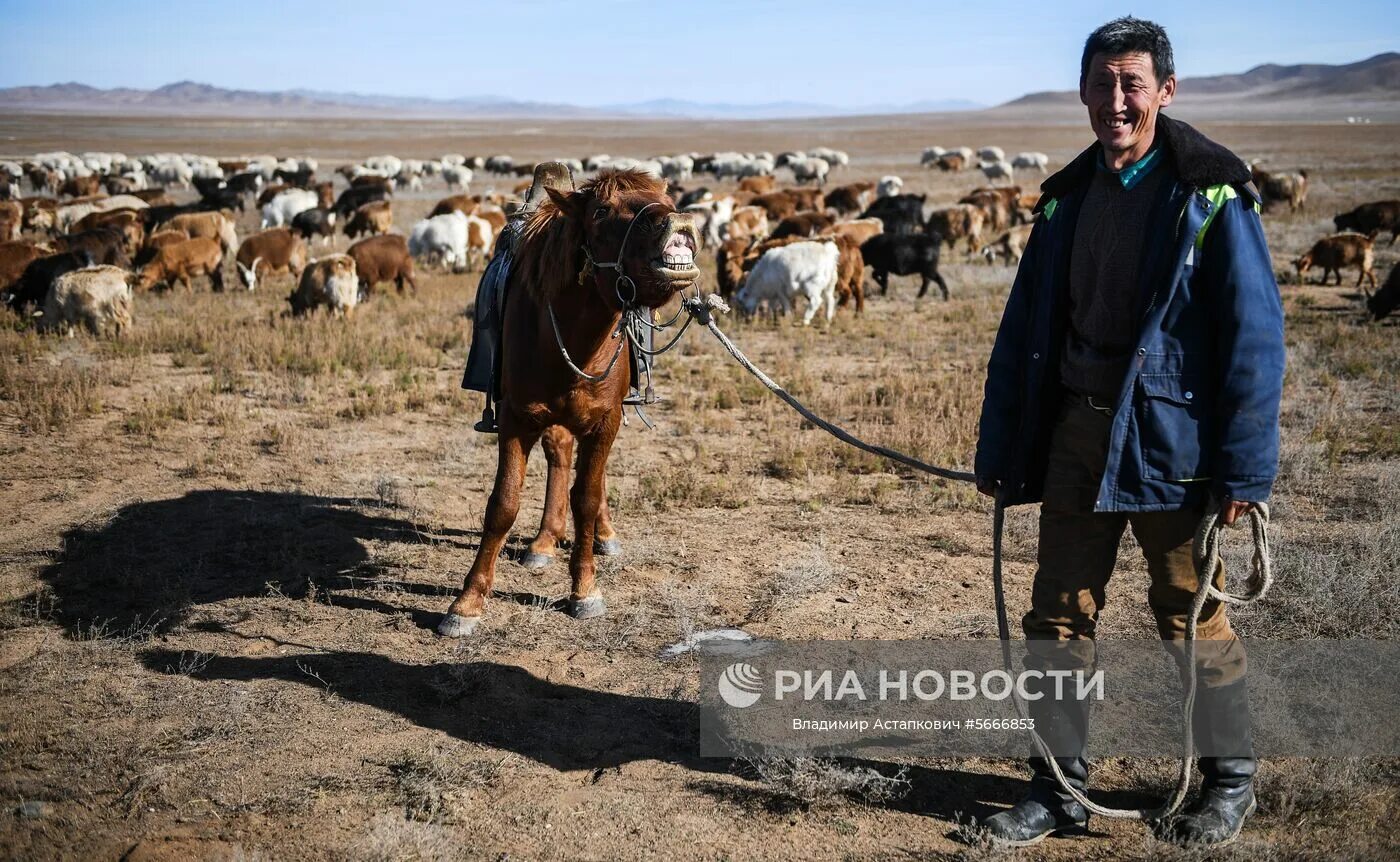 Монгол скотовод 4 буквы. Монгольский пастух Арат. Пастух в Монголии. Чабаны Монголии. Монгольский пастух бархур.