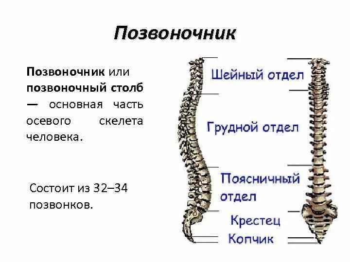 Характеристика отделов позвоночника. Позвоночный столб отделы количество позвонков. Скелет человека Позвоночный столб. Позвоночный столб на скелете. Осевой скелет Позвоночный столб.