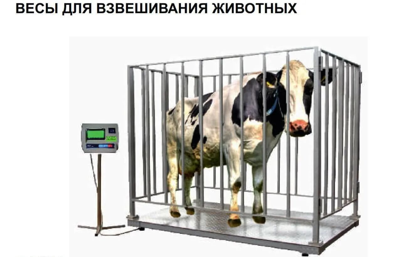 Весы крупных животных. Весы для взвешивания крс. весы для взвешивания животных крс до 1000. весы для взвешивания крс 1000кг. весы для взвешивание крс молодняка.
