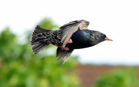 Star bird
