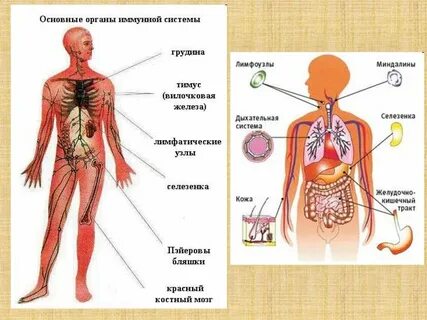 Иммунная система включает