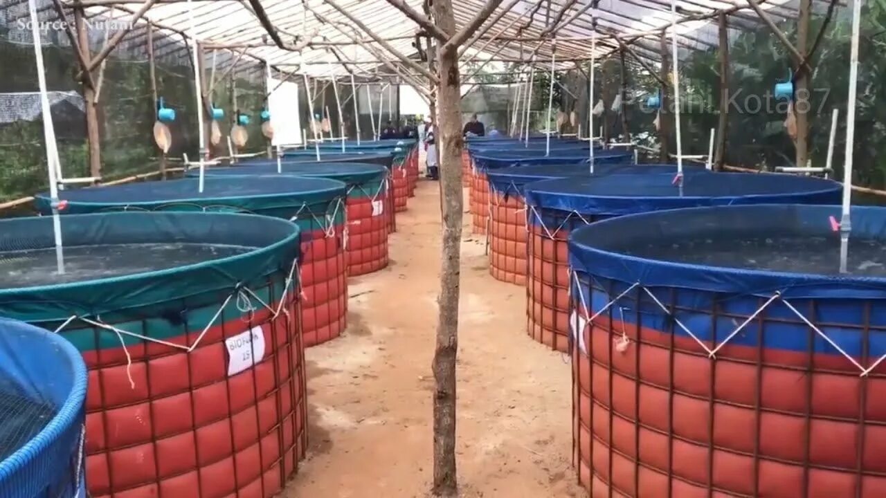 Modern farming methods allow. Modern farming methods allow