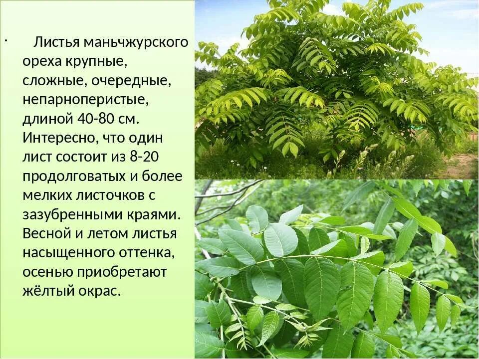 Маньчжурский орех дерево фото и описание