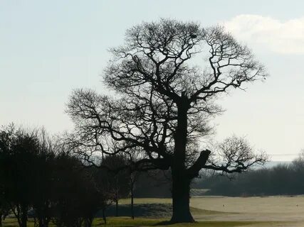 Elder tree