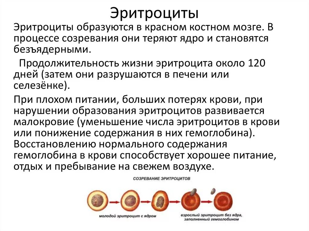 Почему у человека образуется в. Этапы формирования эритроцита. Процесс образования эритроцитов схема. Стадии созревания эритроцитов. Формирование эритроцитов схема.