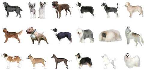 Порода собаки breed