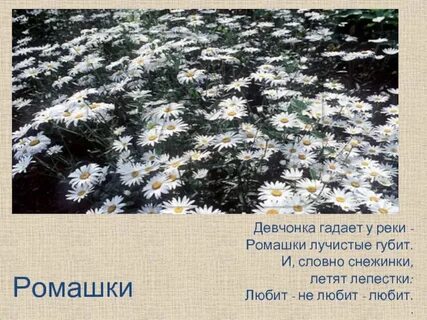 Ромашки ромашки иду и гадаю песня