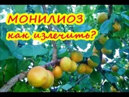 Лечение абрикосом
