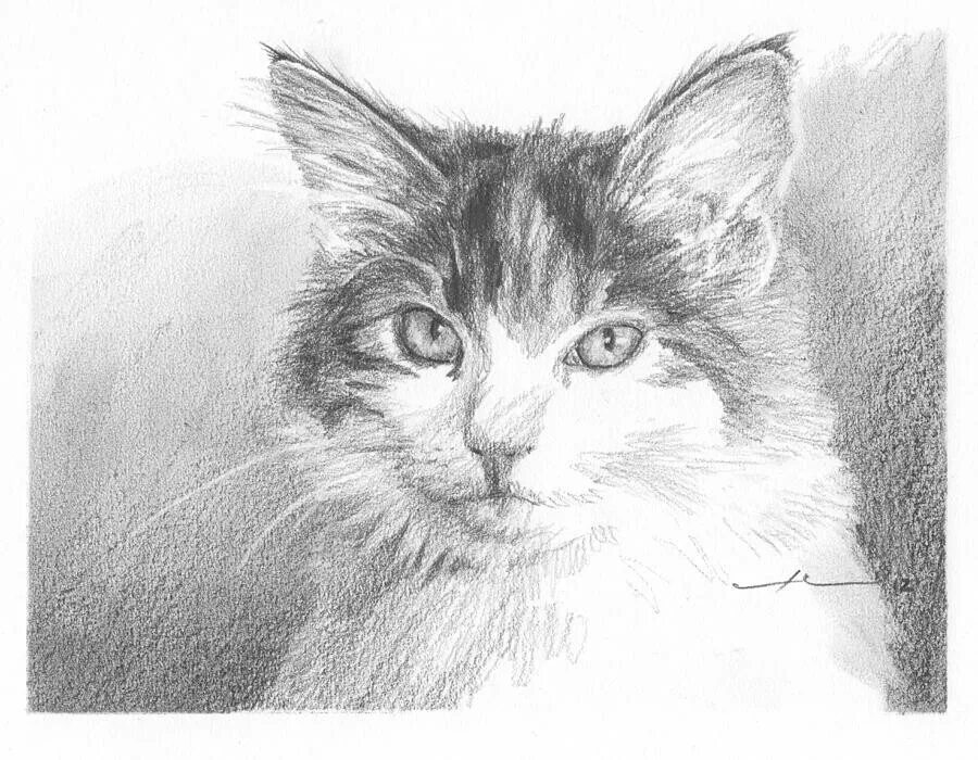 Фото рисунка кошки. Рисунки карандашом. Кот карандашом. Кошка рисунок. Картины карандашом красивые.