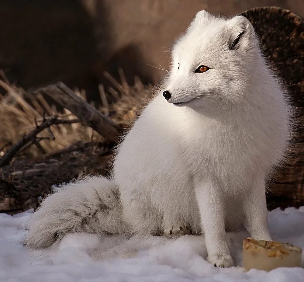 песец в тайге. тундровый песец. песец в тайге. белый таежный зверь. лиса песец.