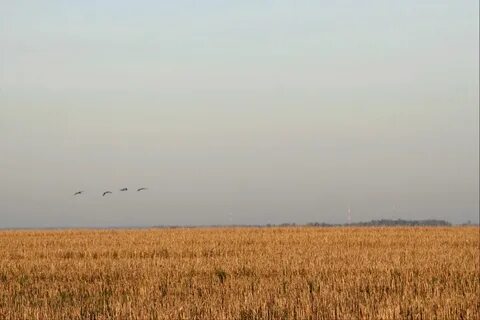 Улица журавлиная