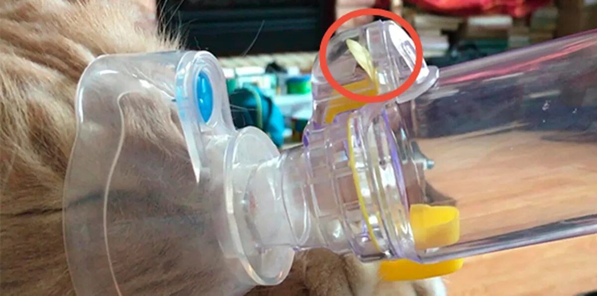 Астма у кота