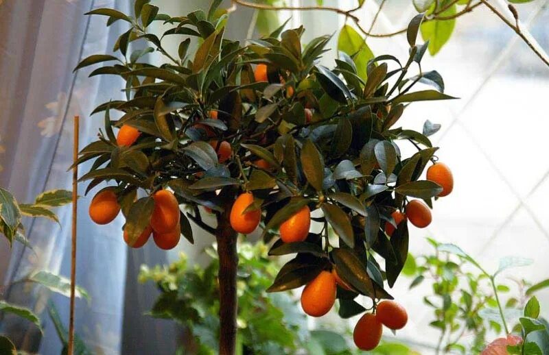 Кумкват дерево. Кумкват растение росток. Кумкват росток. Кумкват вырастить. Кумкват растение.