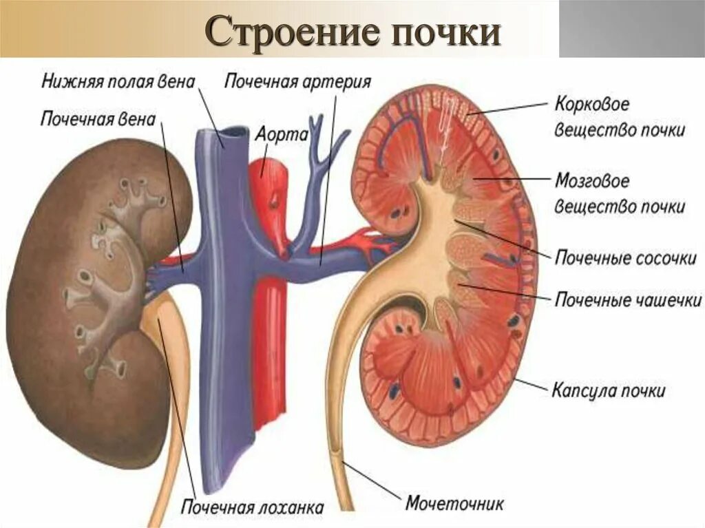 Из чего состоит почка. Схема строения почки человека. внешнее и внутреннее строение почки. почка с обозначениями. внутреннее строение почки человека.