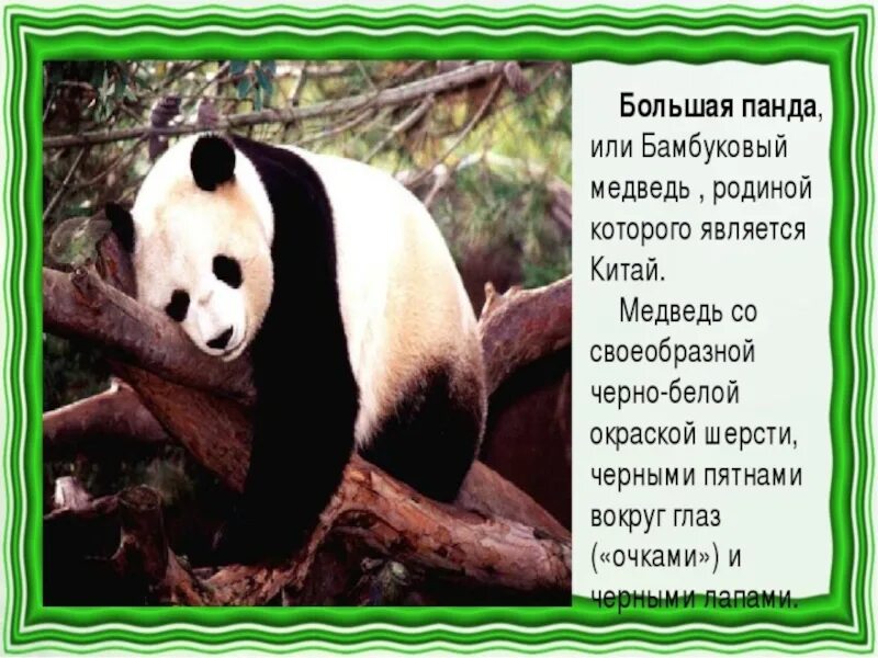 Большая панда катюша. Презентация про панду. Большая Панда доклад. Сообщение о панде. Загадка про панду.