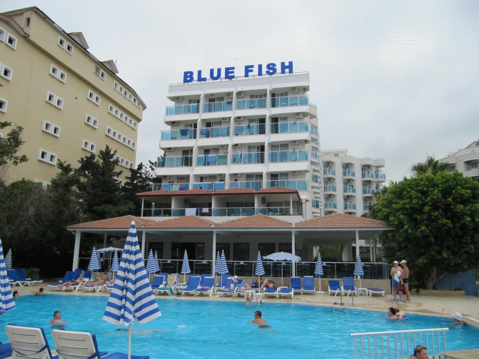 Отель blue fish 4 турция. Blue fish алания конаклы. A blue fish. Хромис ласточка. Хромис чернополосый.