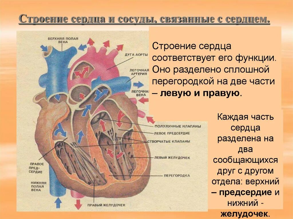 На рисунке изображено строение сердца. Строение сердца и сосудов.