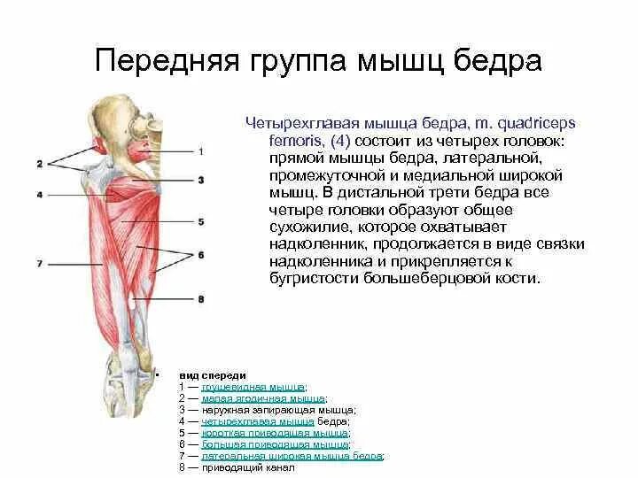 Функции приводящих мышц. Мышцы бедра передняя группа анатомия. Передняя группа мышц бедра четырехглавая. Передняя группа мышц бедра:передняя группа мышц бедра. Латеральная наружная мышца бедра.