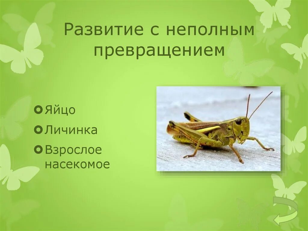 Зеленый кузнечик тип превращения