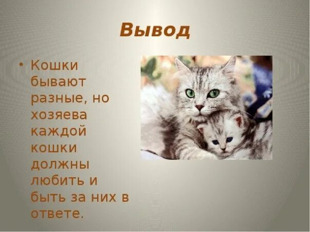 Рассказ о коте 2 класс. Проект домашние кошки. Проект про кошек. Презентация про кошек. Проект про домашнюю кошку.