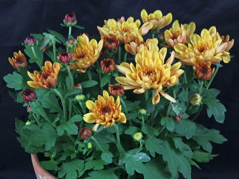 Хризантема индикум. Цветы. Хризантема са байкал. Хризантема корейская смуглянка. Хризантема индикум.