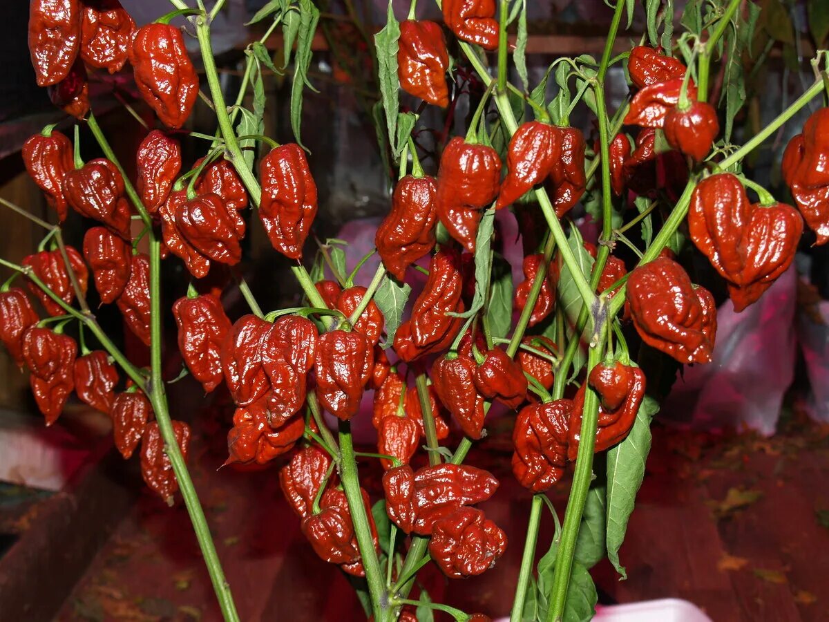 шкала сковилла перец чили. перец табаско шкала сковилла. самый жгучий перец в мире по шкале сковилла. самый острый перец в сковелях. острота соуса табаско по шкале сковилла.