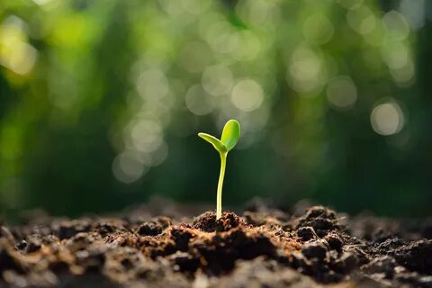 Best growing plant