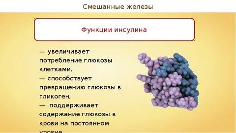 Инсулин функции