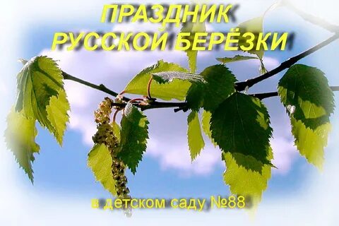 Веточка березы