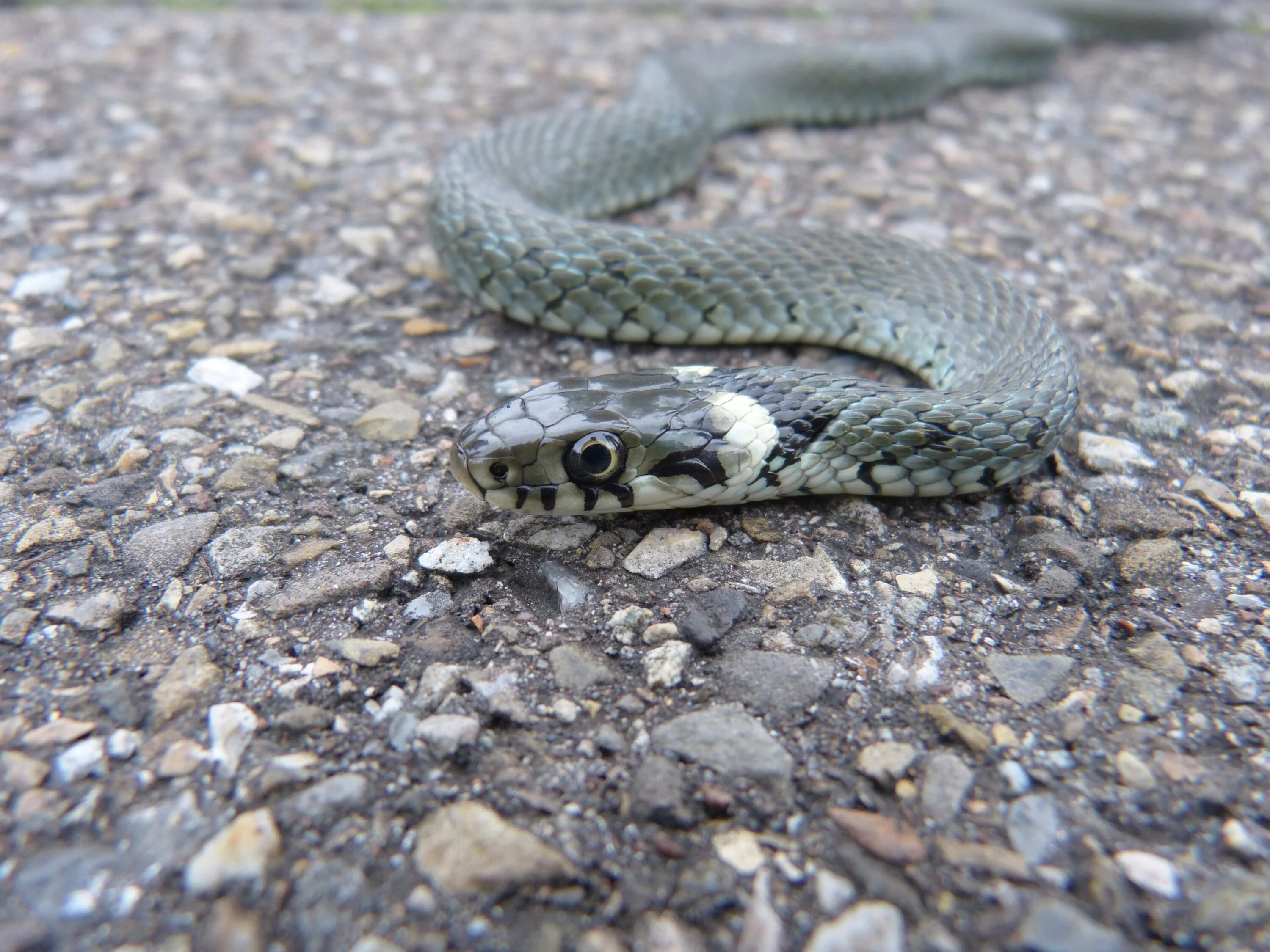 Grass snake. Гадюка Песчанка. Пепелянка змея Болгарии. Змея уж обыкновенный. Змея серая гадюка.