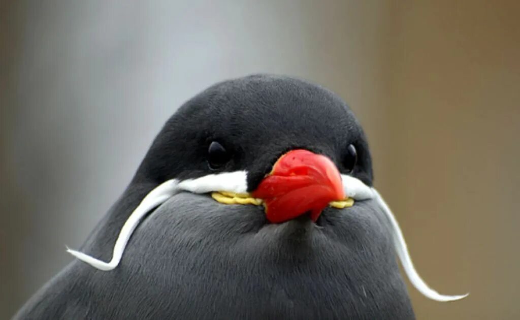 Птица крачка-инка фото. Инка птица. Крачка-инка (крачка инков). Усатая птица. Крачка-инка (крачка инков).