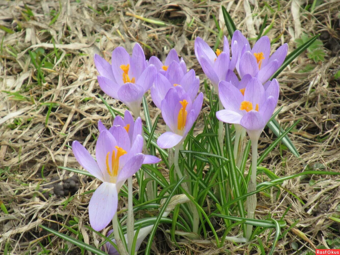 Первоцветы в москве. Первоцветы в москве. Первоцветы распускаются. Первоцветы в москве. Крокусы первоцветы подмосковья.