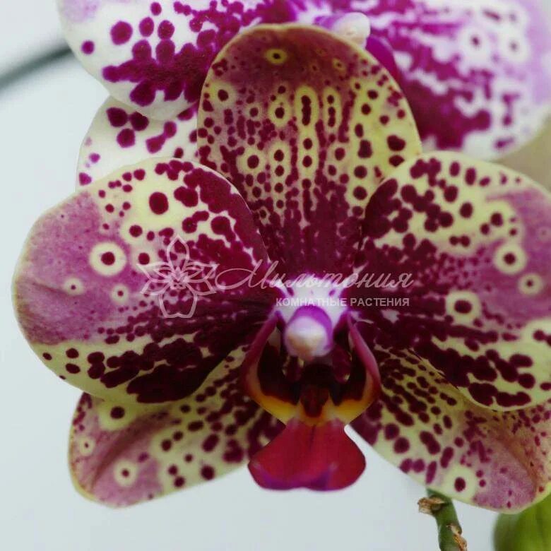 Орхидея фронтера бабочка. Орхидея фронтера пелор. Орхидея фаленопсис фронтера. Орхидея фронтера бабочка. Орхидея фаленопсис фронтера.