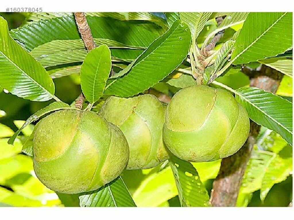 Elephant apple. Дилления индийская. Dillenia Indica, Дилления индийская, Чалта.. Слоновое яблоко. Слоновое яблоко фото.