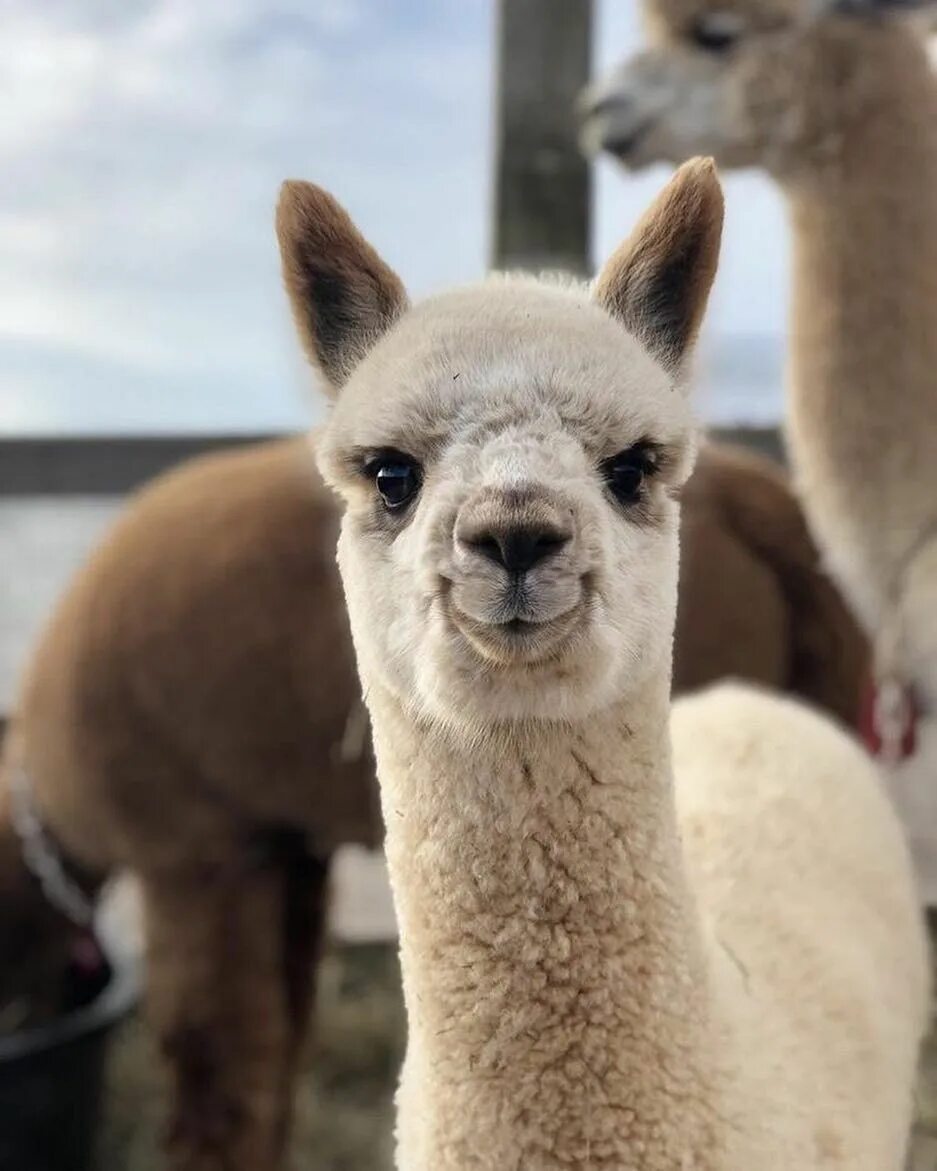 Llama huggingface