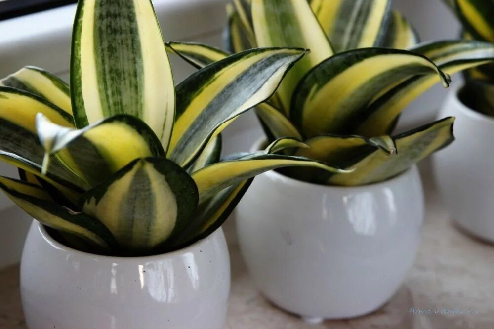 Ханни маргината. Sansevieria hahniiсансевиерия ханни. сансевьера голден ханни. сансевиерия ханни golden. сансевьера ханни сильвер.