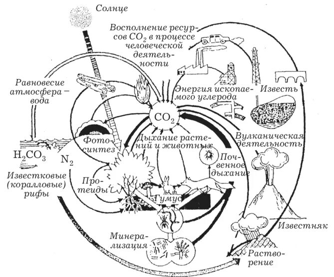 Круговорот углерода схема. Круговорот углерода в биосфере схема. Круговорот углерода в природе (схема с формулами соединений). Геохимический цикл углерода схема. Экосистемы круговорот углерода