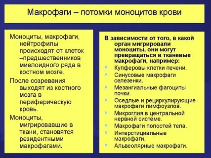 Виды макрофагов