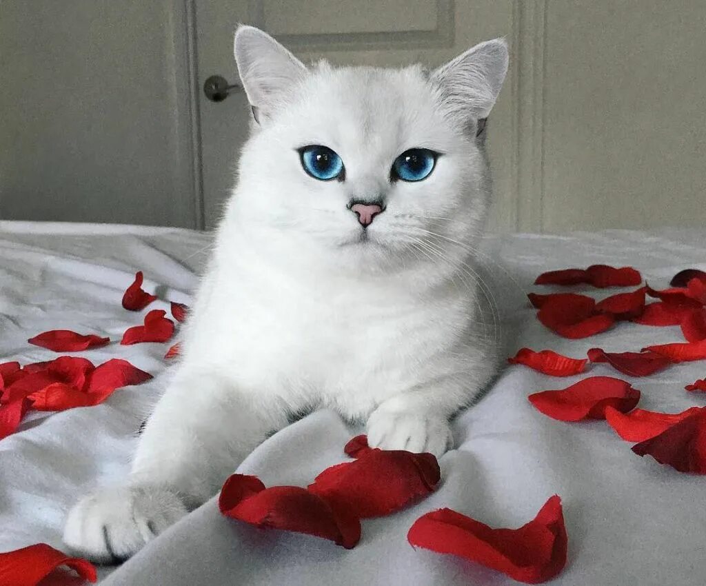 Красивые коты и кошки