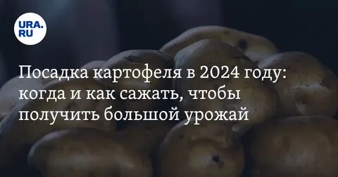 Лучшие дни для посадки картофеля май 2024г