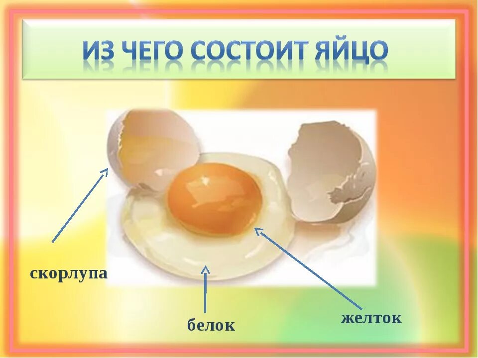 Желток прилагательное. Строение яйца скорлупа желток белок. Строение белка желтка яйца. Строения белкового яйца. Из чего состоит яйцо куриное.