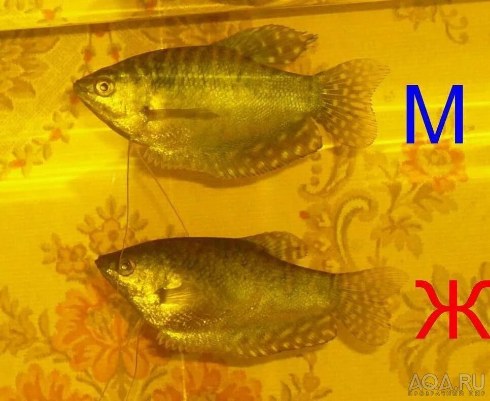 Как отличить рыбу. Гурами жемчужный самец и самка. Гурами золотой самка. Гурами золотистый. Золотой гурами самец или самка.