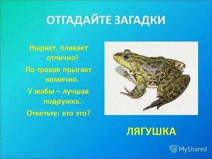 Жаба поговорки