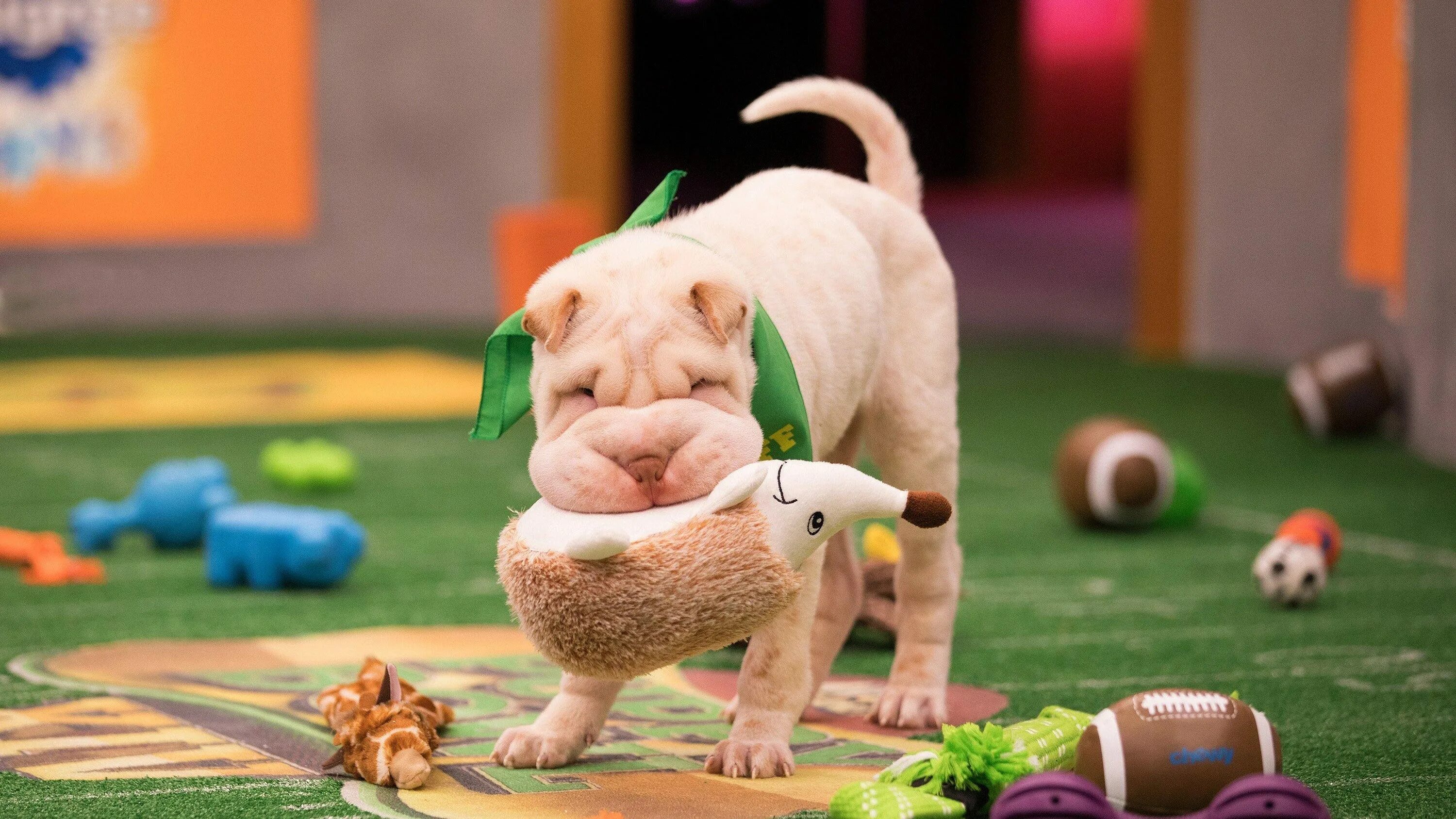 Puppy play