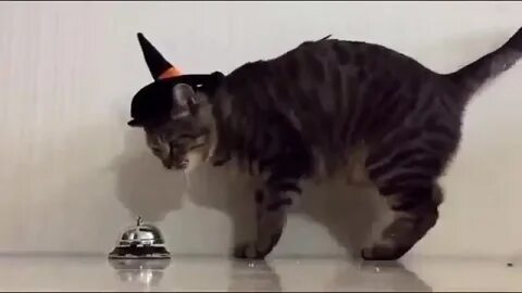 Видео коты давай