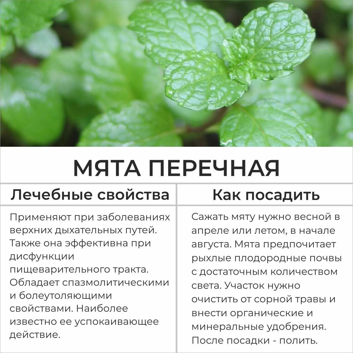 Мята чай полезные свойства. Лекарственные травы мята перечная. лечебное растение мята. мята перечная лечебные. полезные качества мяты.